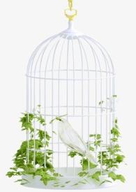 金丝雀月季